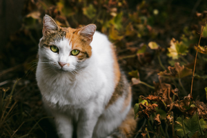 Recherche de fuite d'eau Nanterre